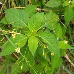 Impatiens parviflora