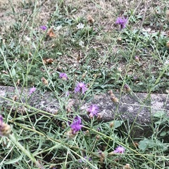 Centaurea jacea