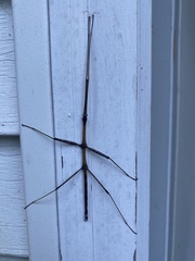 Diapheromera femorata