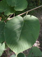 Tilia