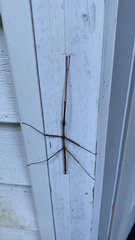 Diapheromera femorata