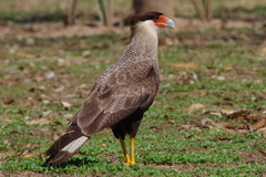 Caracara plancus