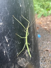 Diapheromera femorata