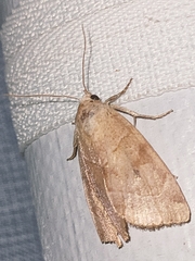 Cosmia trapezina