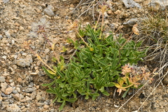 Valeriana saliunca