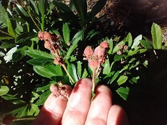 Chimaphila umbellata