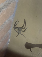 Heteropoda venatoria