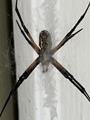 Argiope aurantia