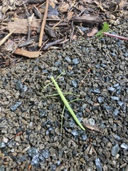 Diapheromera femorata