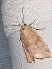 Cosmia trapezina