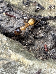 Camponotus sansabeanus