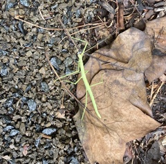 Diapheromera femorata