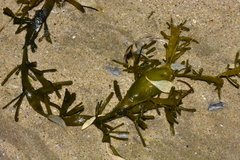 Ascophyllum nodosum