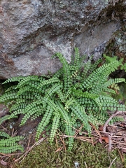 Asplenium trichomanes
