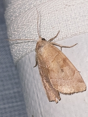 Cosmia trapezina