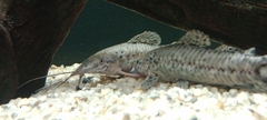 Callichthyinae