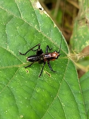 Conocephalus