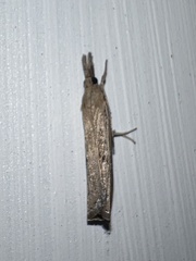 Fissicrambus mutabilis