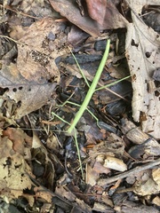 Diapheromera femorata