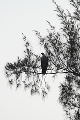 Haliaeetus leucogaster