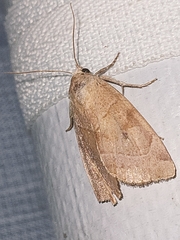 Cosmia trapezina