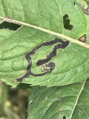 Liriomyza eupatoriella