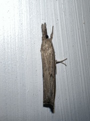 Fissicrambus mutabilis
