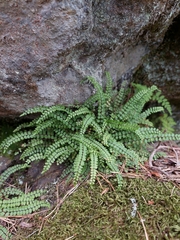 Asplenium trichomanes