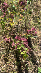 Origanum vulgare
