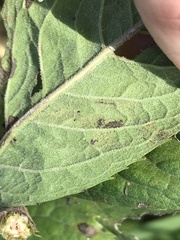 Liriomyza eupatoriella