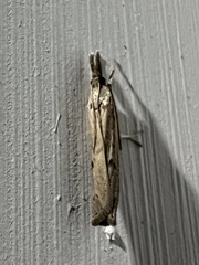 Fissicrambus mutabilis