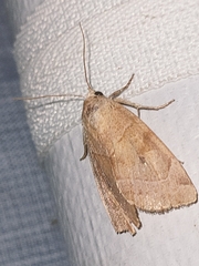 Cosmia trapezina