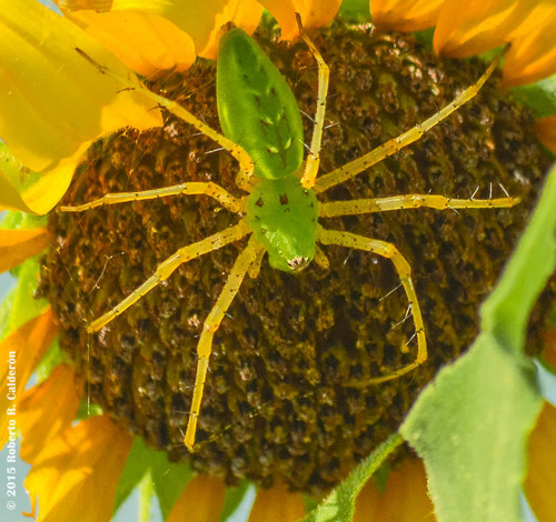 Green Lynx Spider, photo 7 of 9