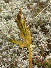Botrychium lanceolatum