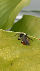 Bombus huntii