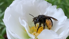 Melissodes bimaculatus