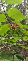 Viburnum lantanoides