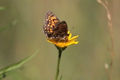 Melitaea celadussa