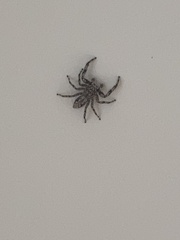 Platycryptus undatus