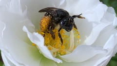 Melissodes bimaculatus