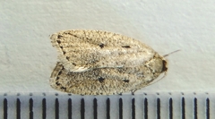 Psilocorsis reflexella