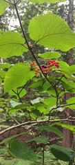 Viburnum lantanoides