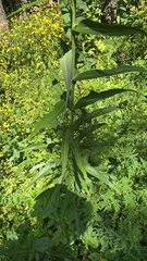 Lactuca canadensis
