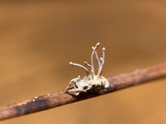 Gibellula