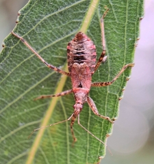 Himacerus apterus