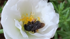 Melissodes bimaculatus