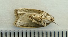 Psilocorsis reflexella