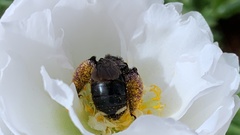 Melissodes bimaculatus