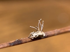 Gibellula