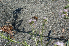 Helophilus lapponicus